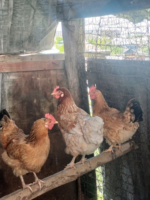 45 ке беріп жіберемін бір жерден