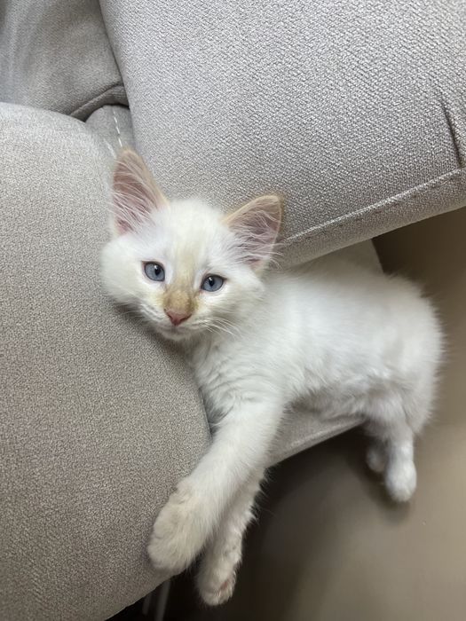 Кошка белая пародистая