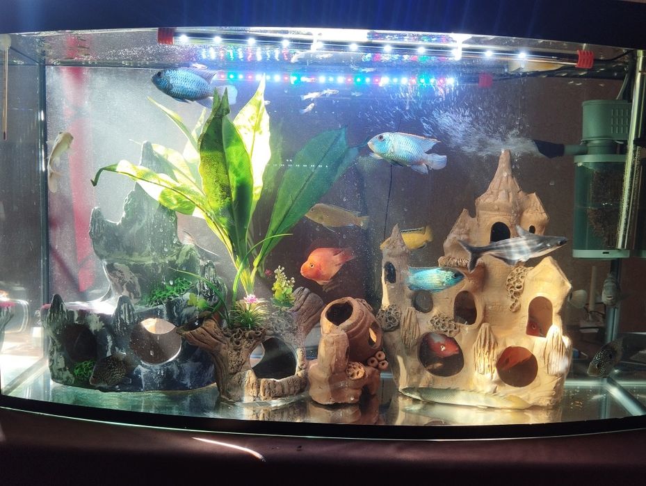 Продаю два аквариума с рыбами 200 л аквариум