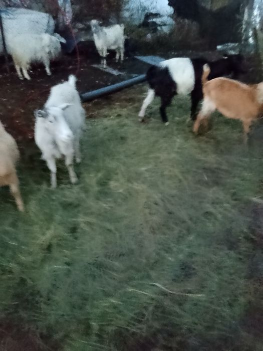 Vind să schimbe  6 capre