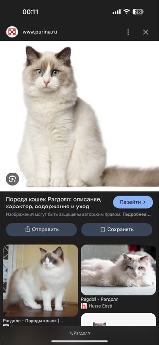 Кошка порода Рэгдолл