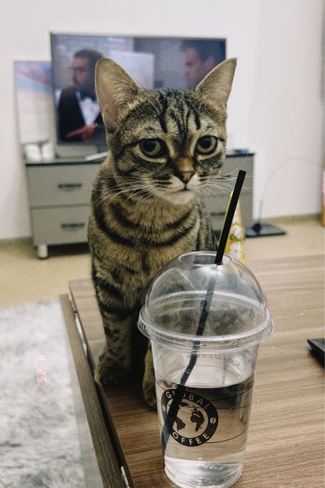 Продам кошку 1.5года