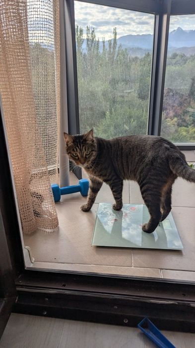 Кот, 4 года, кастрирован