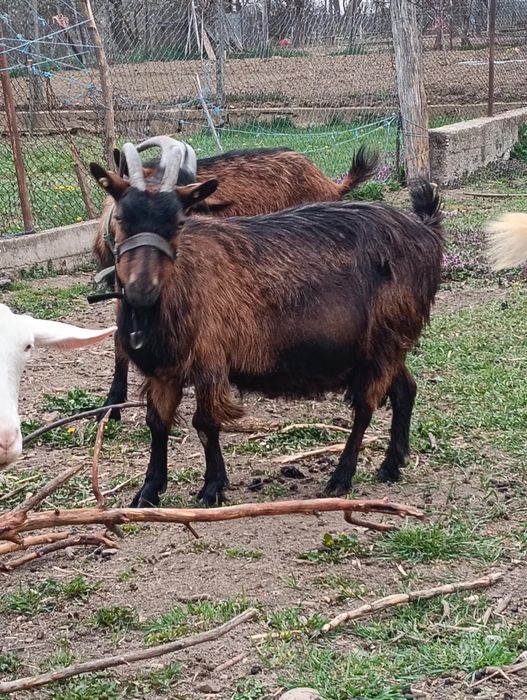 Capra alpin franceza