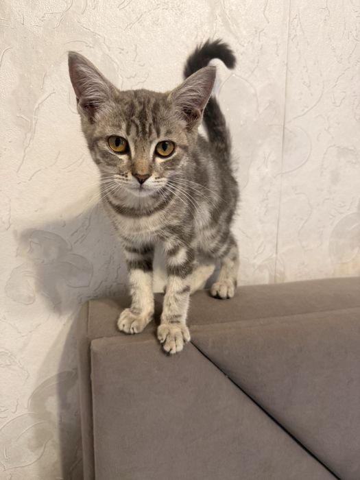 Мальчик котенок трех месяцев