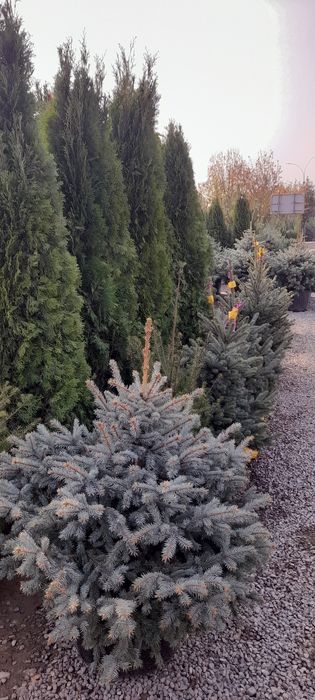 Archalar turli xildagi