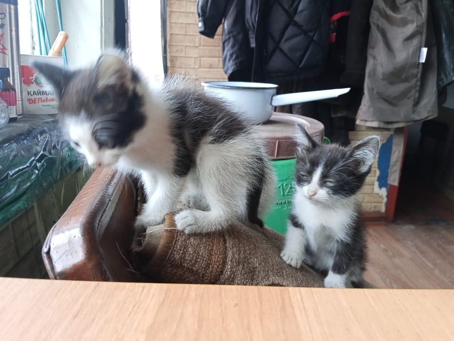 Отдам котят в добрые руки