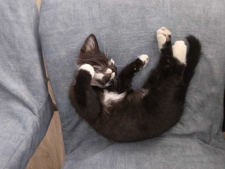 Котенок в добрые руки