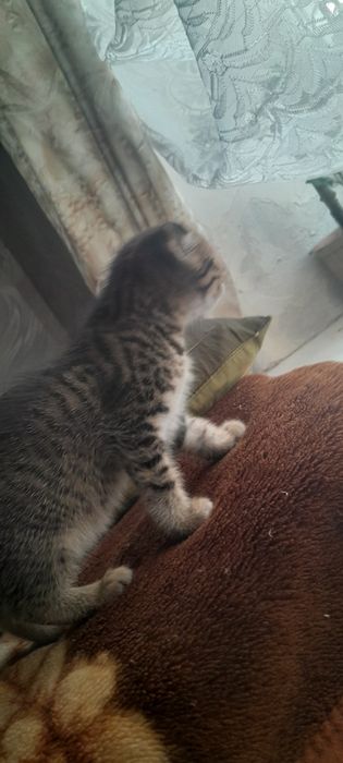 продам шотладских котят