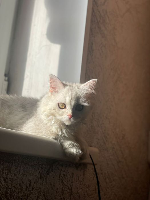 Кошечка персидской породы