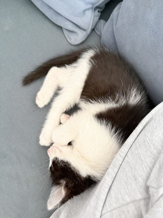 Котенок в поиске семьи