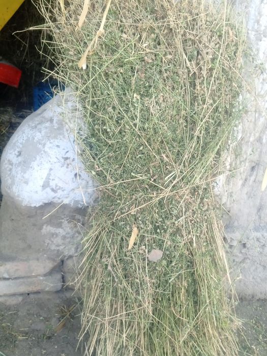 Toza quruq va sifatli beda boĝi_ sigir,quy echki va ot uchun