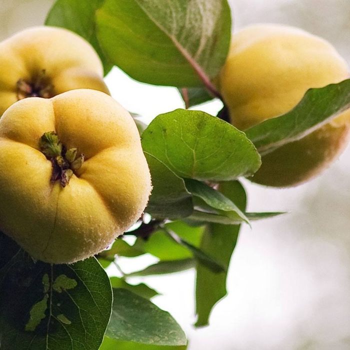 Gutui (Soiul Cydonia )