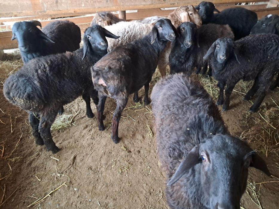 Қозы баран ягнят