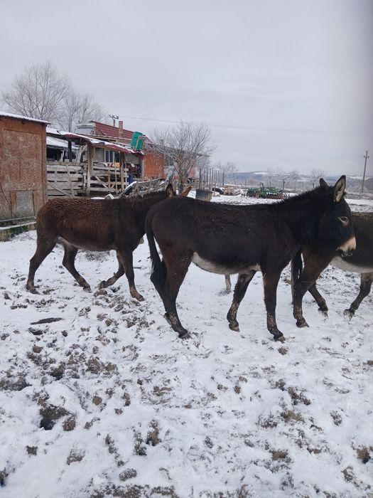 Vând magarite cu lapte