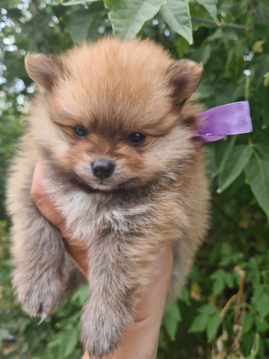 Продам щенков шпица.