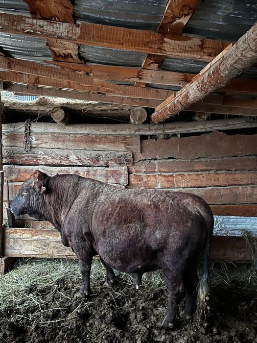 3Жасар бұқа сатылады