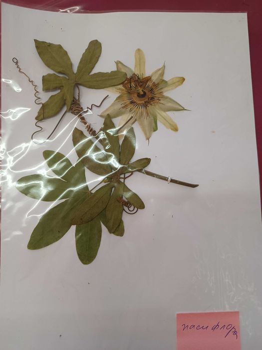 Хербарий ( за студенти и ученици)