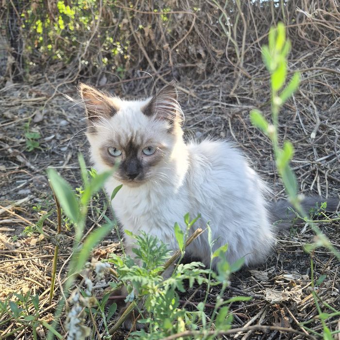 Два котика,два брата ищут дом.
