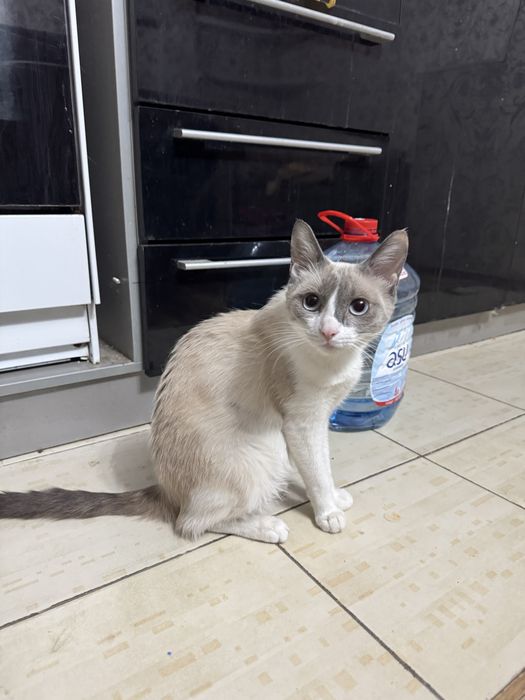 Кошка Сиамская 1 год