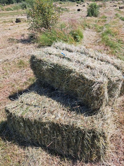 Vând balotii iarba Sudan și fan