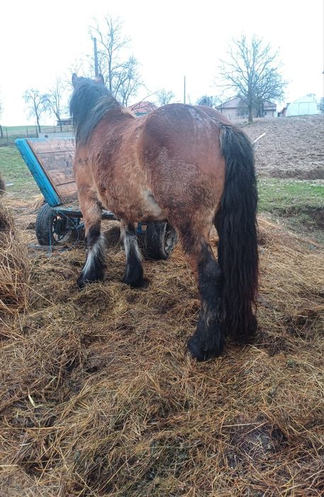 Mânză ardeneză de vânzare