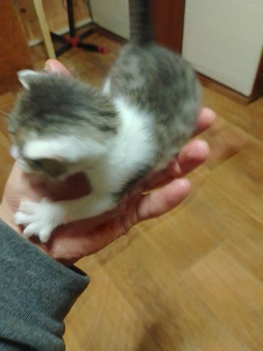 Отдам Даром Котят