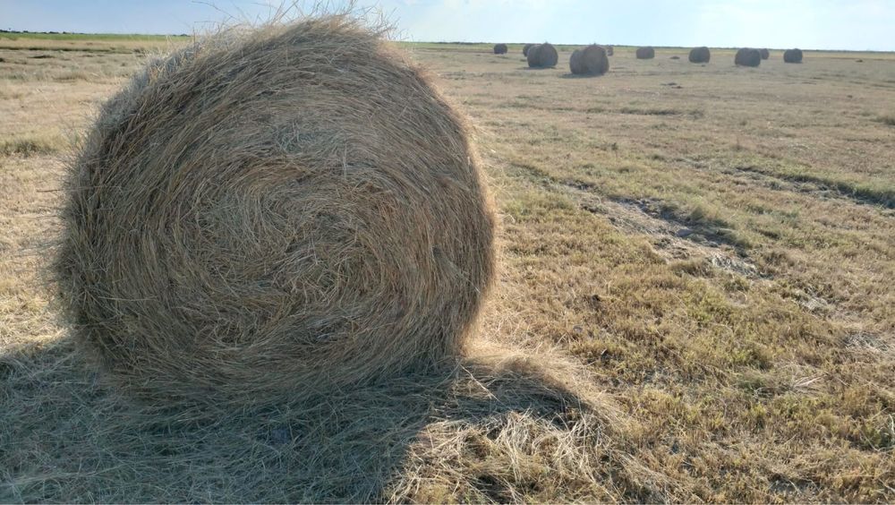 Руллон шоп малга