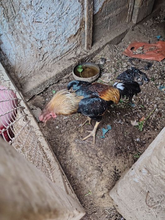 Дакан хуроз сотилади зотдор