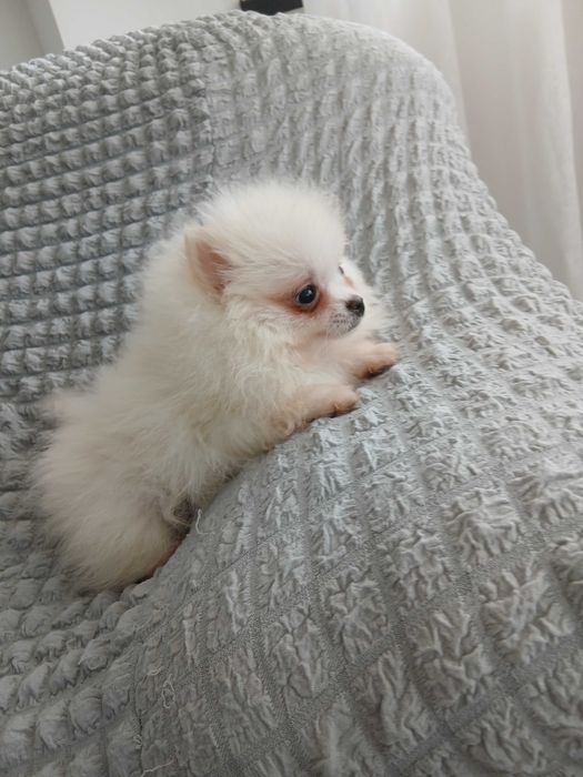 Puiut pomeranian