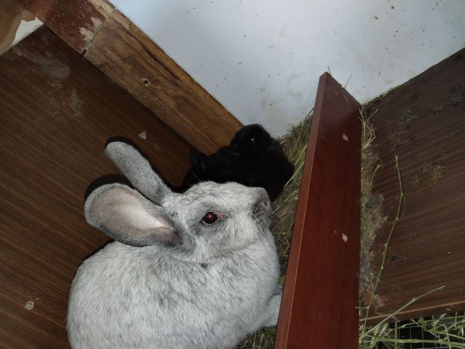 Хар хир пародали куйонлар сотилади