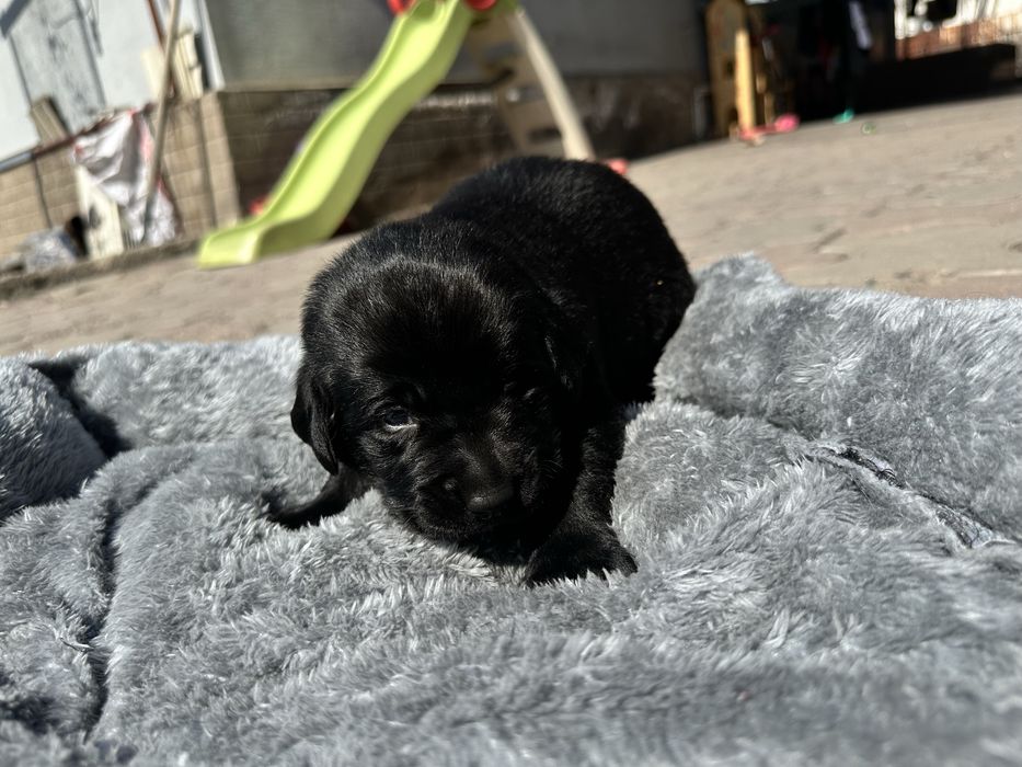 Бронь Лабрадор щенки род.8 марта