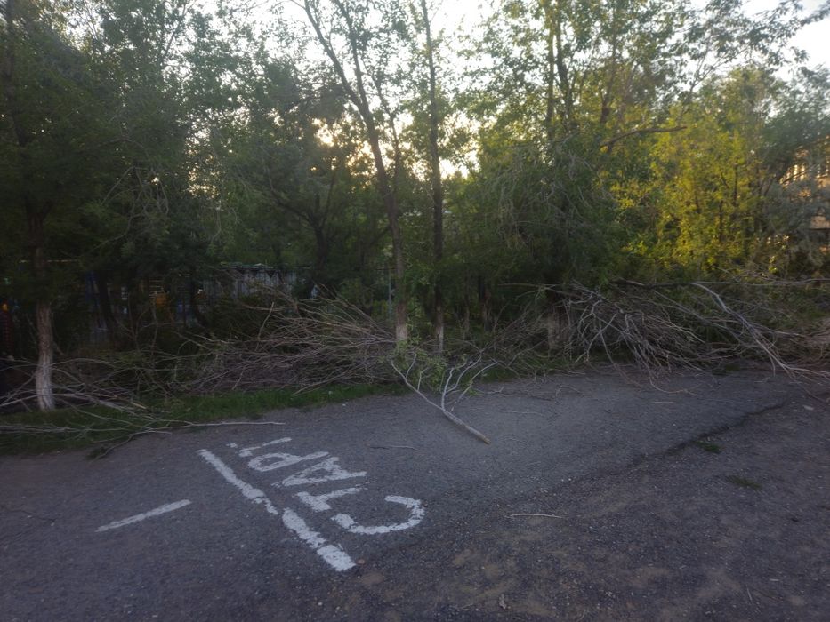 Дрова бесплатно сомавывоз