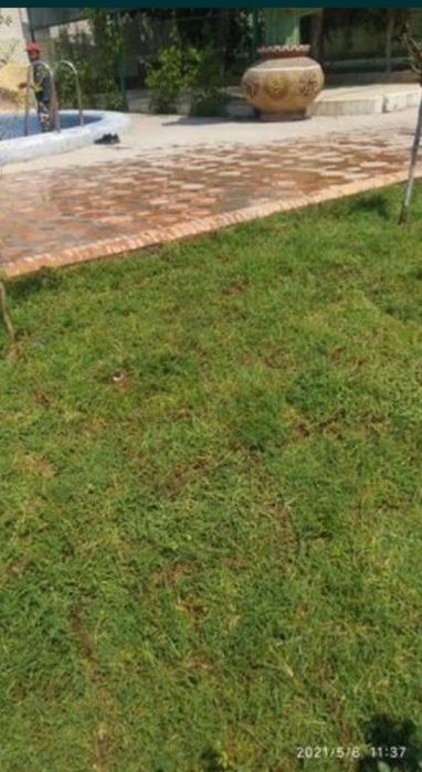 Chim maxsulotlari tabiy maysa