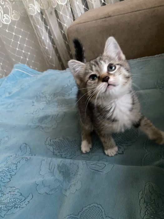 Продам котят. Домашние