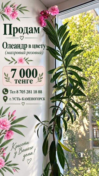 Продам олендар в цвету