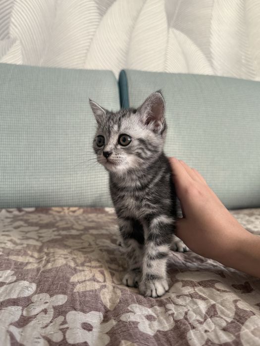 Котенок Скотиш Страйт