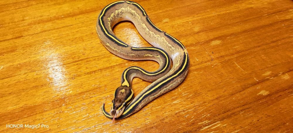 Кралски питони (Python Regius)