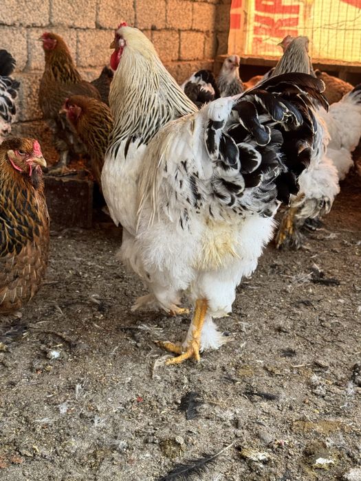 Продаётся петухи брама