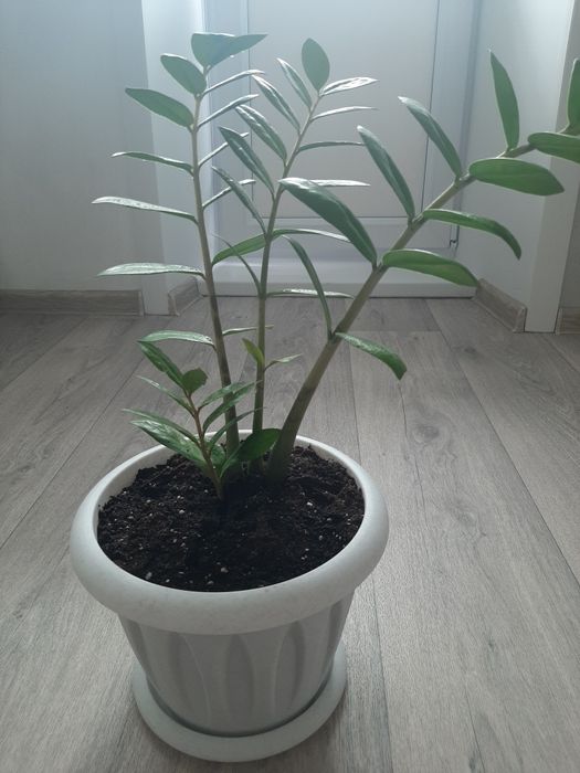 Цветок Замиокулькас