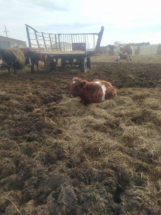 Продам  бычков годовалых 4 головы