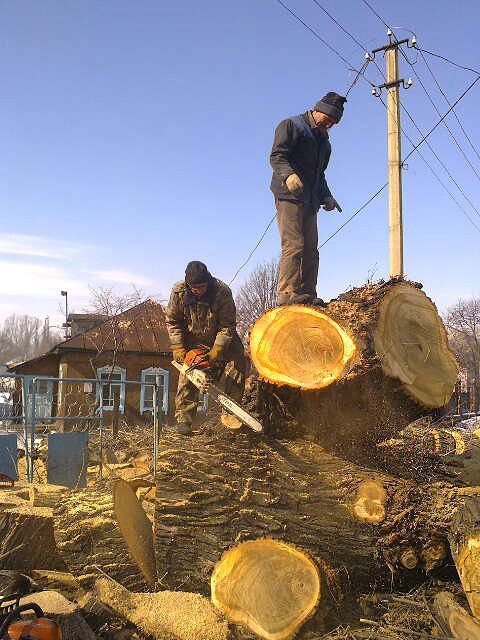 Спил,обрезка плодовых деревьев