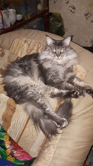 Срочно!!Пропал кот!!