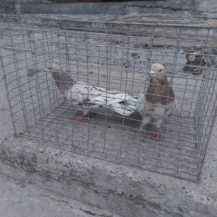 Челкар ореховые оба самец