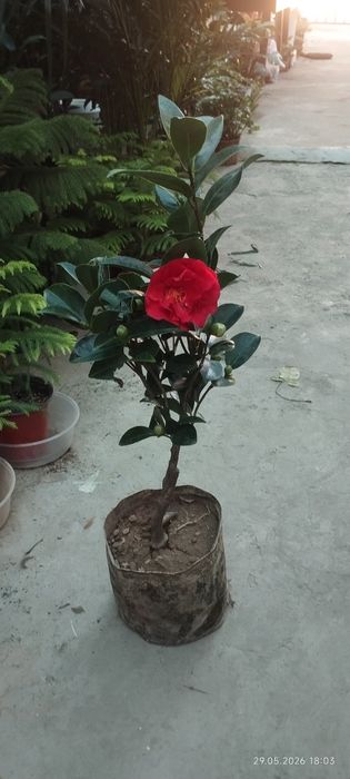 Камелия японский оптом