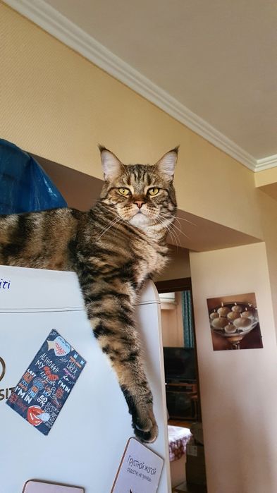 Кот в самые добрые руки