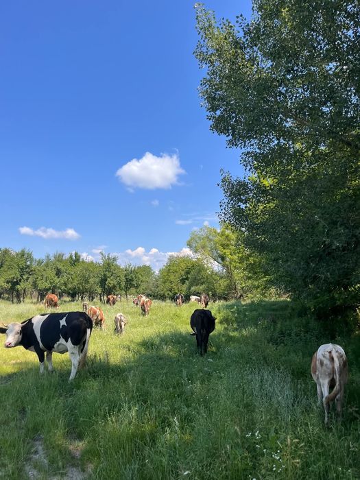 Vaci cu vitei langa ele de vanzare