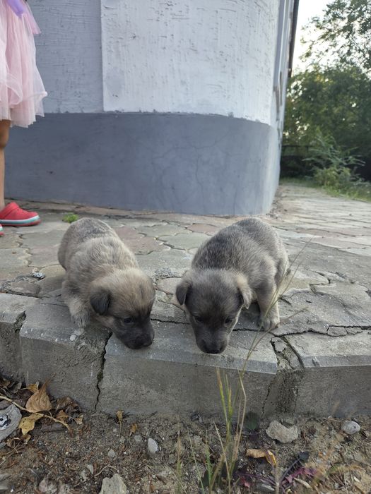 Отдам в добрые руки щенят