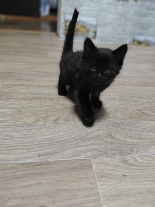 Отдам котят в хорошие руки