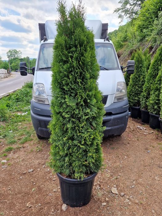 Vand tuia thuja la ghiveci
